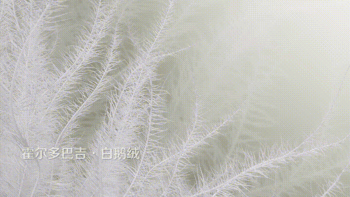 3.gif